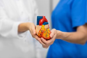 Healthcare professional holding an anatomical heart model while discussing preventive heart health
